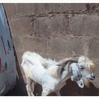 Foreign Breed Goat - Dera din pannah from Pakistan