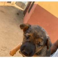 0-1 month Female Mixed Breed Lhasa Apso