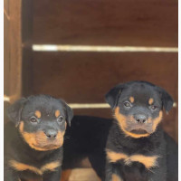 3-6 months Female Mixed Breed Rottweiler