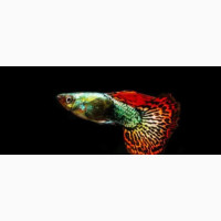 Fancy Guppy for Fishbowls/Aquariums - Perfect for Gifts or Home Decor