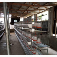 Broilers Battery Cage