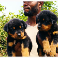 Male Purebred Rottweiler Puppy for Sale