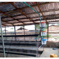 Poultry Cage