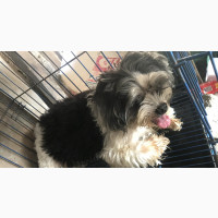 Male Lhasa Apso Available for New Home