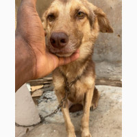 Female German Shepherd Puppy 6-12 Months Old