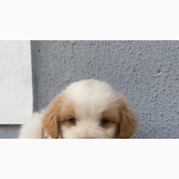 Male Purebred Lhasa Apso Puppy
