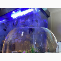 Aquarium Bowl Set With Fishes