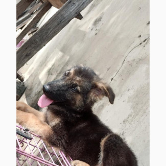 German Shepherd Male Puppy 1-3 Months Old