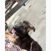 German Shepherd Male Puppy 1-3 Months Old
