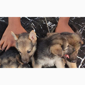 German Shepherd Female Puppy 1-3 Months Purebred
