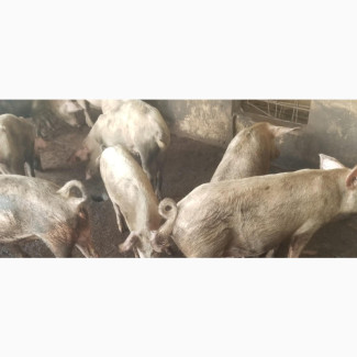 Pig Farm Worker Needed