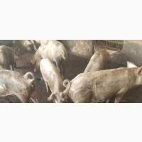 Pig Farm Worker Needed