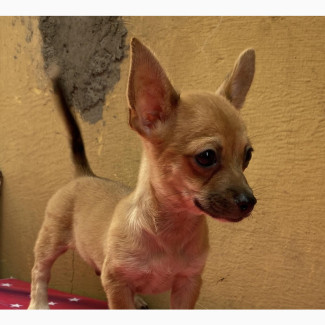 Male Purebred Chihuahua Puppy Available