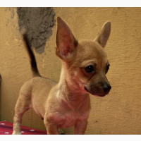 Male Purebred Chihuahua Puppy Available