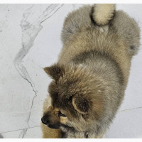 1-3 months Male Purebred Chow Chow