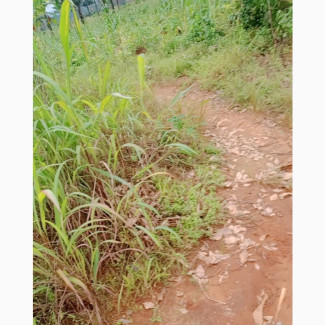 8 Plots of Land for Sale at Umunze - Genuine and Accessible Land