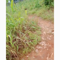 8 Plots of Land for Sale at Umunze - Genuine and Accessible Land