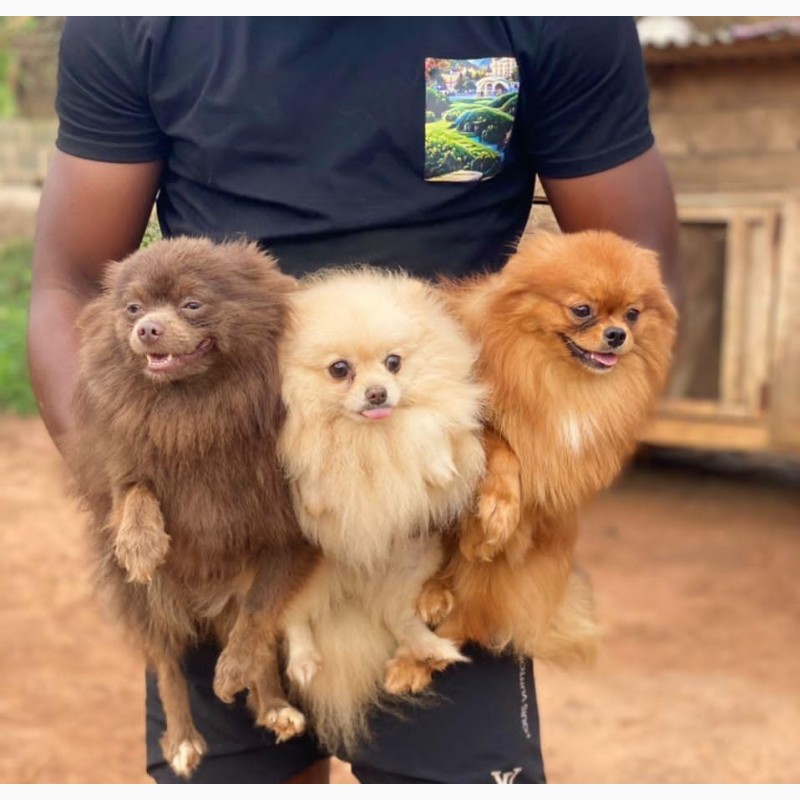 Фото 1/1. 1+ year Female Purebred Pomeranian