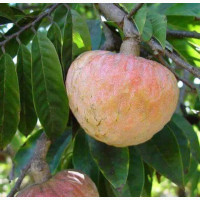 Sweet Apple Tree