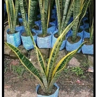 Indoor Plant for Aesthetic and Air Purify