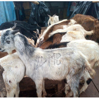 Cow/Goat/Ram Weekend Sharing