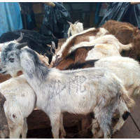 Cow/Goat/Ram Weekend Sharing