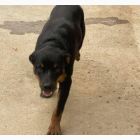 3-6 Month Male Purebred Rottweiler