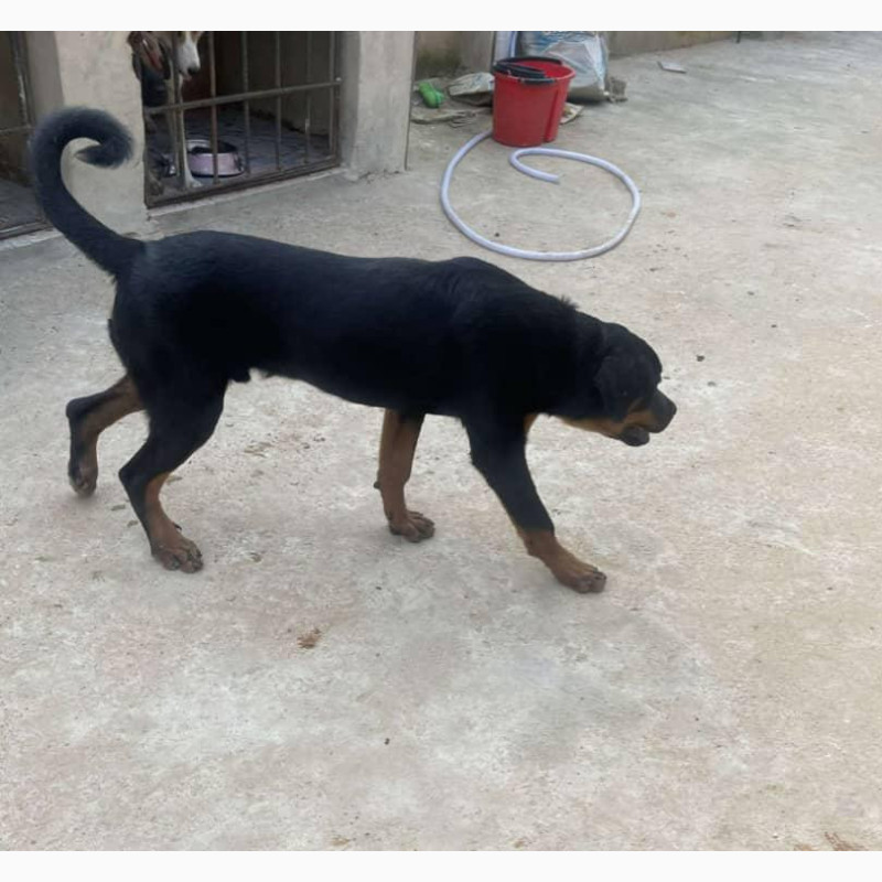 Фото 2/2. 3-6 Month Male Purebred Rottweiler