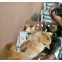 Amo Noiler Chicken - High-Quality Meat and Fresh Eggs