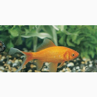 1-1.2 Inches Goldfish