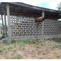 What an Opportunity Quarry on 50 Acres With License
