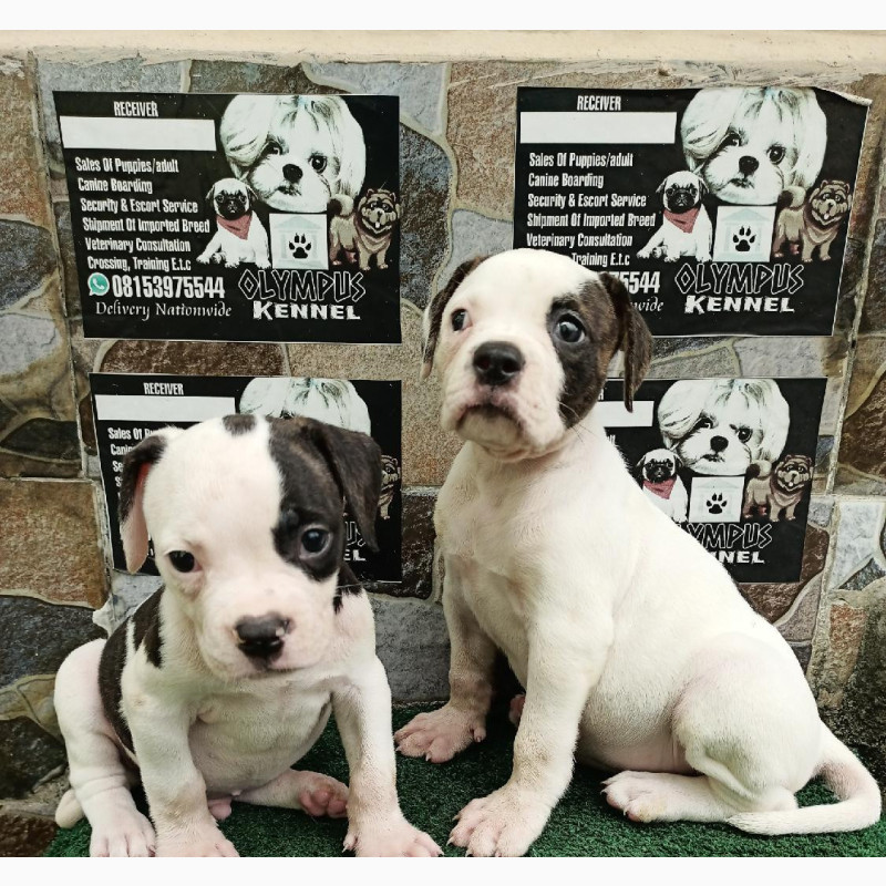 Фото 1/1. 1-3 Month Female Purebred Bulldog