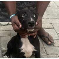 3-6 months Male Mixed Breed German Shepherd