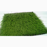 Suppliers And Importer Of Football Grass