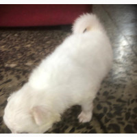 0-1 month Male Mixed Breed American Eskimo