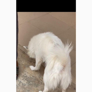 American Eskimo Male for Stud Services