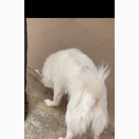 American Eskimo Male for Stud Services