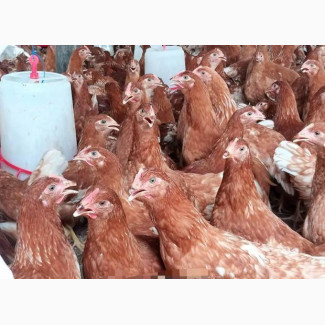 Poultry and Piggry Production and Veterinary Services