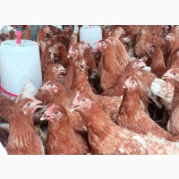 Poultry and Piggry Production and Veterinary Services