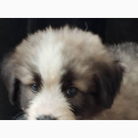 Purebred Caucasian Shepherd Puppies for Sale
