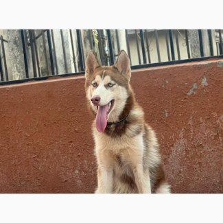 Siberian Husky 6-12 months Male Purebred