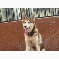 Siberian Husky 6-12 months Male Purebred