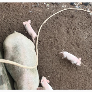 Hybrid Piglets (Cam/Lan) - 10 Available Now
