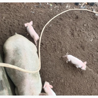 Hybrid Piglets (Cam/Lan) - 10 Available Now