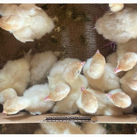 Day Old Imported Turkey