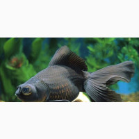 2.5-3 Inches Black Moore for Aquarium/Fishbowl