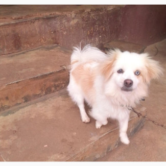 1+ year Male Mixed Breed Japanese Chin