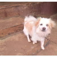 1+ year Male Mixed Breed Japanese Chin