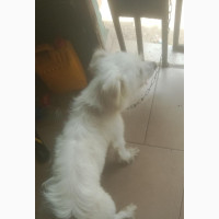 6-12 months Male Mixed Breed American Eskimo