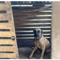 6-12 months Female Purebred Boerboel